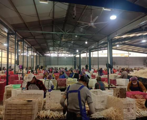 健達團隊秉承公司“降本增效”理念，嚴格控制白蘆筍整條生產線